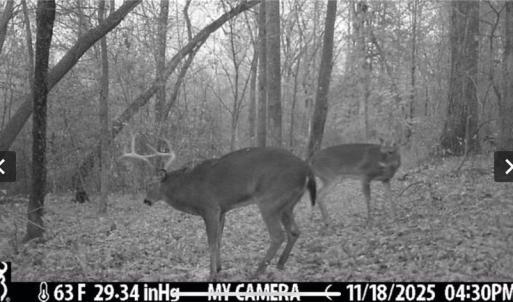 Photo #46 of 152 Paw Paw, Mocksville, NC 7.3 acres