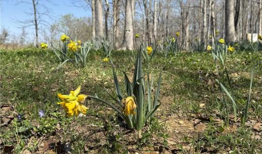 Photo #17 of 152 Paw Paw, Mocksville, NC 7.3 acres