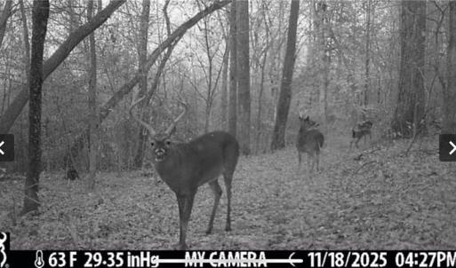 Photo #45 of 152 Paw Paw, Mocksville, NC 7.3 acres