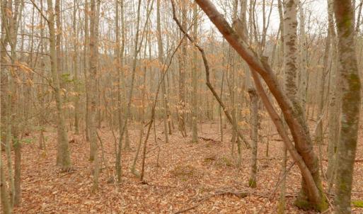 Photo #17 of 3331 NC Highway 66, Westfield, NC 13.0 acres
