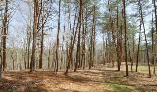 Photo #16 of 1583 Seven Island, Danbury, NC 37.0 acres