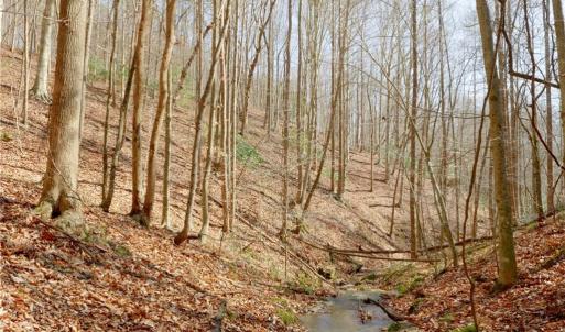Photo #22 of 1583 Seven Island, Danbury, NC 37.0 acres