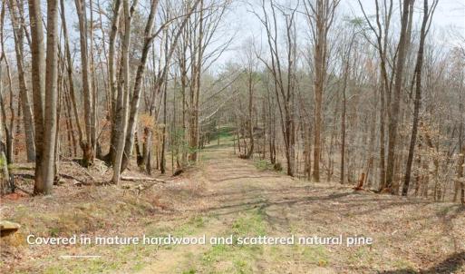Photo #10 of 1583 Seven Island, Danbury, NC 37.0 acres