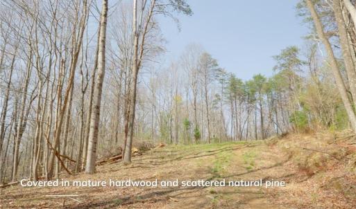 Photo #11 of 1583 Seven Island, Danbury, NC 37.0 acres