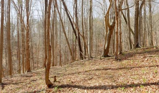 Photo #12 of Seven Island, Danbury, NC 20.8 acres