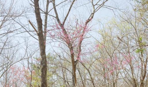 Photo #10 of Seven Island, Danbury, NC 20.8 acres