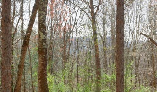 Photo #18 of Seven Island, Danbury, NC 20.8 acres