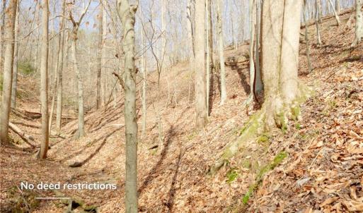Photo #4 of Seven Island, Danbury, NC 20.8 acres
