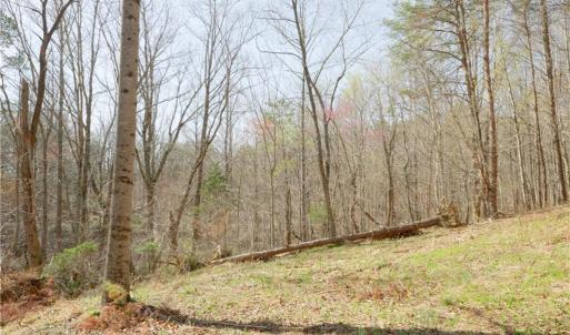 Photo #4 of Seven Island, Danbury, NC 20.8 acres