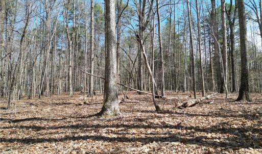 Photo #2 of Tilden Nursery, Lexington, NC 11.9 acres