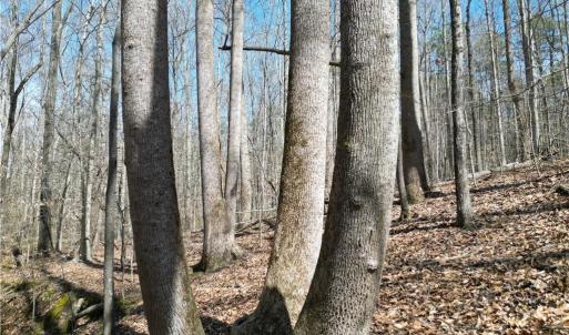 Photo #15 of Tilden Nursery, Lexington, NC 11.9 acres