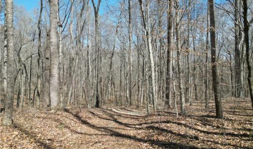 Photo #11 of Tilden Nursery, Lexington, NC 11.9 acres
