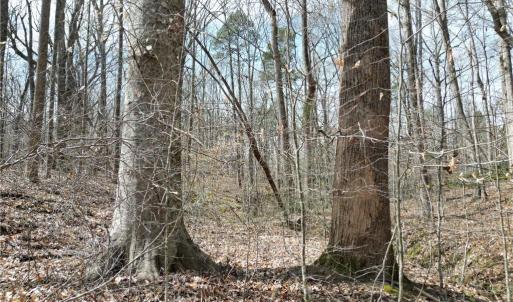 Photo #21 of Tilden Nursery, Lexington, NC 11.9 acres