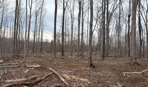 Photo #15 of 8220 Southerland, Browns Summit, NC 59.8 acres