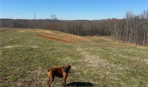 Photo #3 of 8451 Witty, Summerfield, NC 16.8 acres