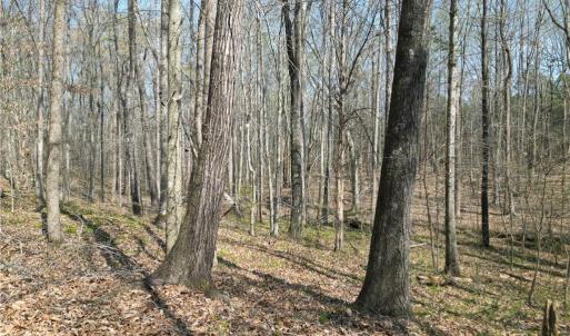 Photo #6 of Tilden Nursery, Lexington, NC 10.0 acres