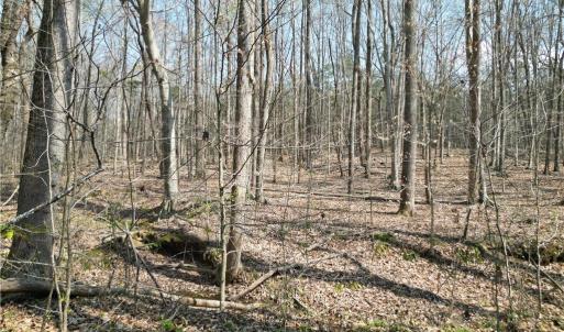 Photo #26 of Tilden Nursery, Lexington, NC 10.0 acres