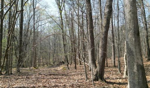 Photo #3 of Tilden Nursery, Lexington, NC 10.0 acres