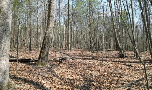 Photo #32 of Tilden Nursery, Lexington, NC 10.0 acres