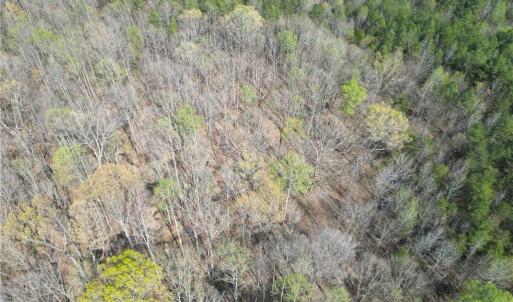 Photo #9 of Tilden Nursery, Lexington, NC 10.0 acres