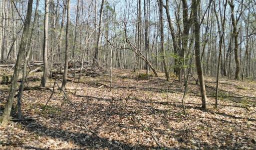 Photo #34 of Tilden Nursery, Lexington, NC 10.0 acres