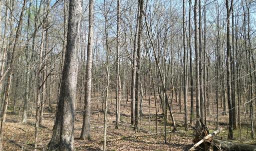 Photo #14 of Tilden Nursery, Lexington, NC 10.0 acres