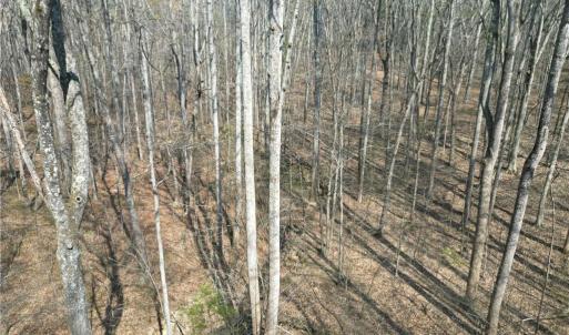 Photo #18 of Tilden Nursery, Lexington, NC 10.0 acres