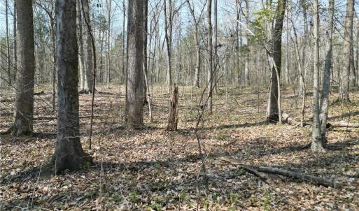 Photo #15 of Tilden Nursery, Lexington, NC 10.0 acres