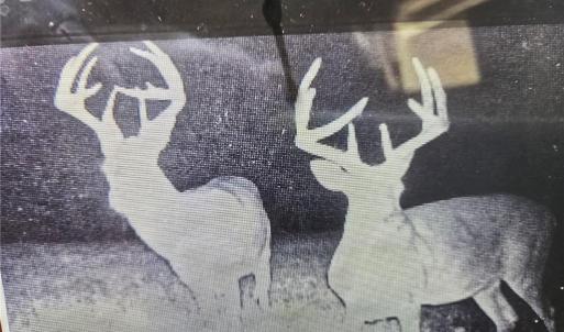 Photo #36 of 1163 Mills, Mount Airy, NC 10.6 acres