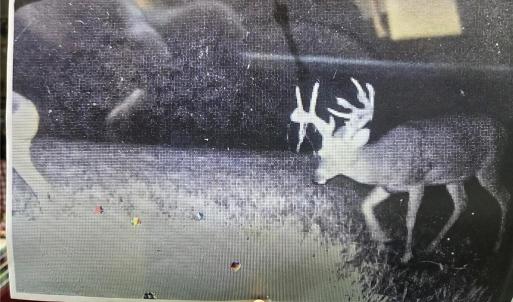 Photo #35 of 1163 Mills, Mount Airy, NC 10.6 acres