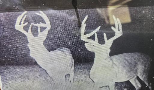 Photo #36 of 1163 Mills, Mount Airy, NC 10.6 acres