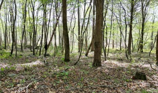 Photo #33 of NC Highway 49, Denton, NC 60.0 acres