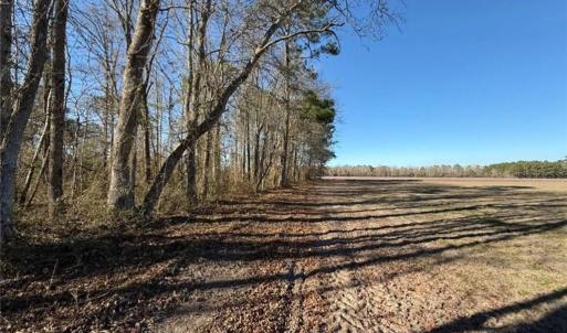 Photo #13 of Hammonds, Lumberton, NC 74.1 acres