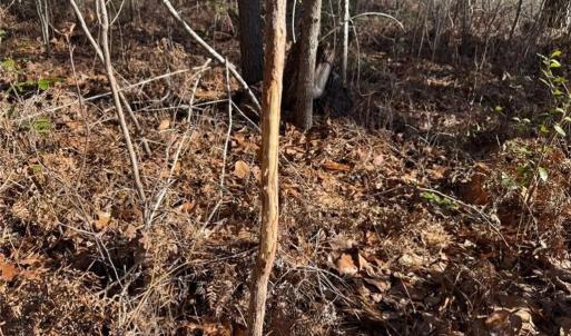 Photo #16 of Hammonds, Lumberton, NC 74.1 acres