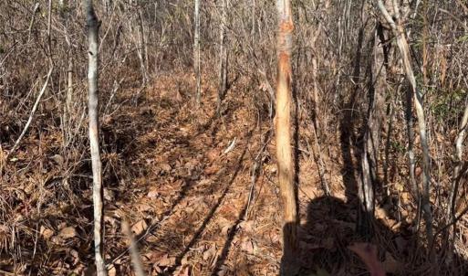 Photo #14 of Hammonds, Lumberton, NC 74.1 acres