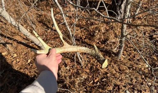 Photo #15 of Hammonds, Lumberton, NC 74.1 acres