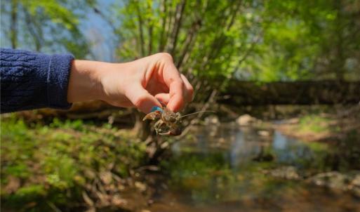 Crawfish & salamanders in the creek