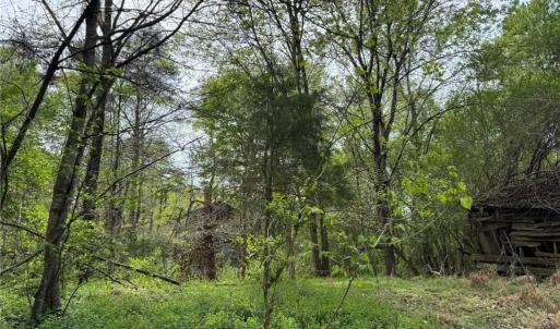 Photo #10 of 6988 Salem Chapel, Walnut Cove, NC 62.6 acres