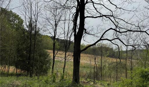 Photo #14 of 6988 Salem Chapel, Walnut Cove, NC 62.6 acres