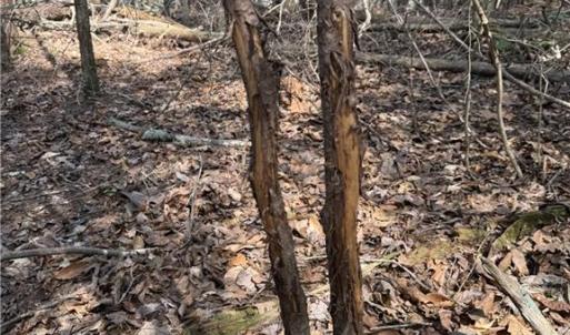 Buck rub. Multiple rubs in the area and lots of other deer/turkey sign.