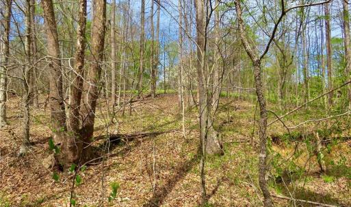 Hunting area near creek