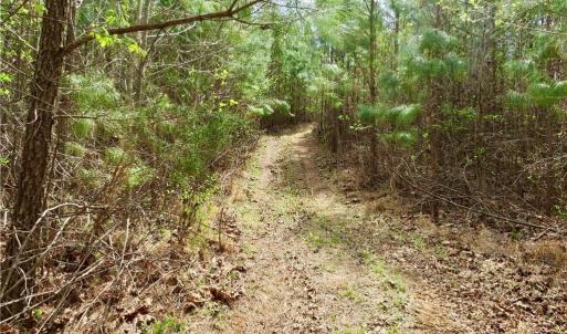 Access trail to Creek and property line