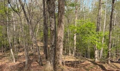 Photo #7 of seven island, Danbury, NC 16.1 acres
