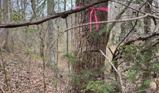 Photo #4 of seven island, Danbury, NC 16.1 acres