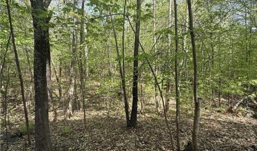 Photo #13 of Cashatt, Trinity, NC 4.9 acres