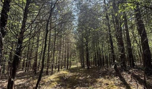 Photo #12 of Cashatt, Trinity, NC 4.9 acres