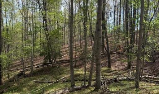 Photo #10 of Crestview, Danbury, NC 13.0 acres