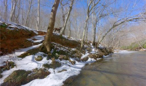 Photo #16 of Otis Woods, Danbury, NC 128.9 acres