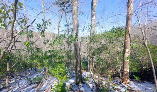 Photo #26 of Otis Woods, Danbury, NC 128.9 acres