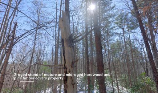 Photo #32 of Otis Woods, Danbury, NC 128.9 acres